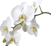 Fotobehang Flowers Orchids Nature White | XL - 208cm x 146cm | 130g/m2 Vlies