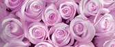 Fotobehang Pink Roses | PANORAMIC - 250cm x 104cm | 130g/m2 Vlies