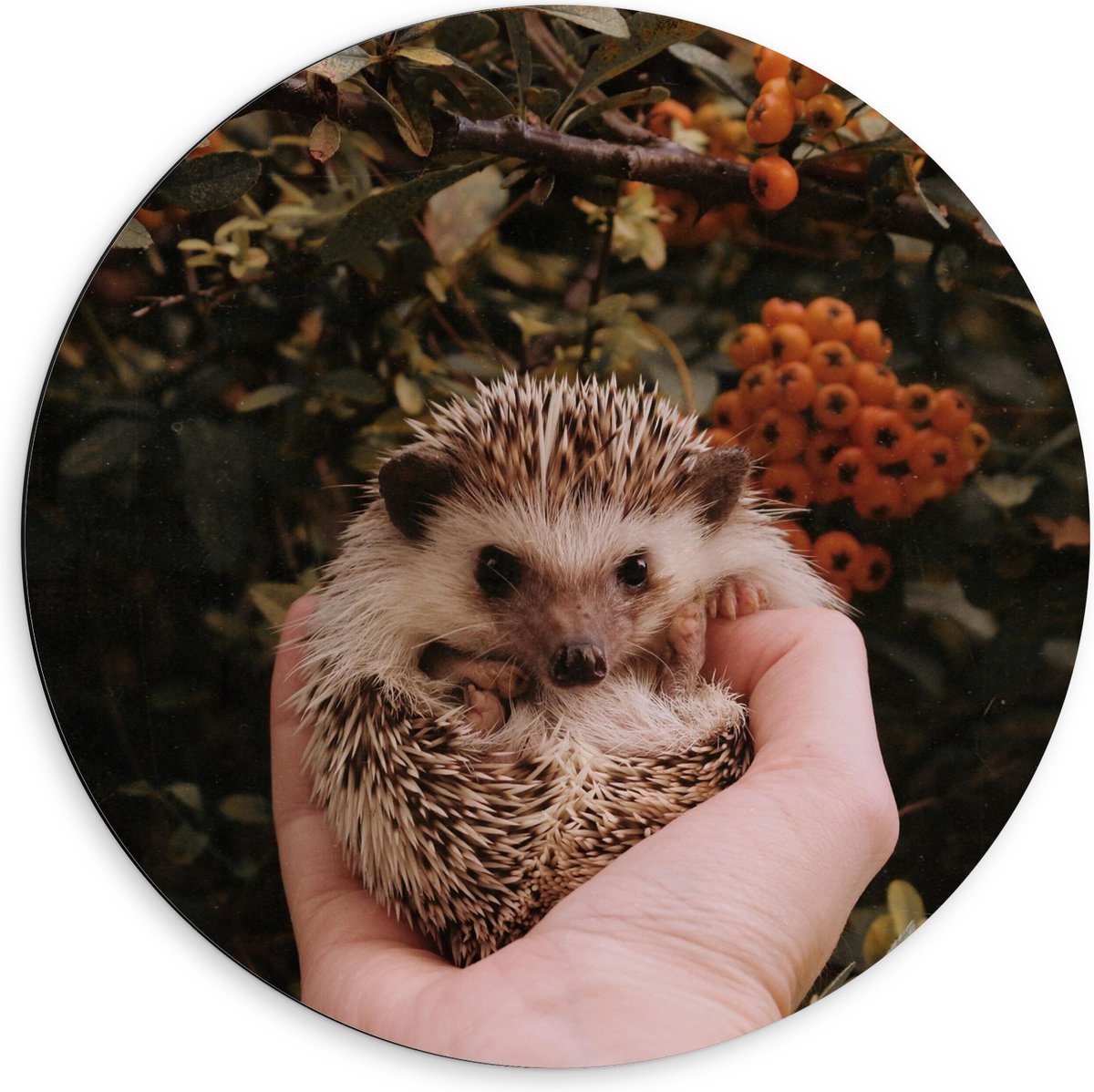 Dibond Muurcirkel - Baby Egel in Handpalm voor Bessenstruik - 60x60 cm Foto op Aluminium Muurcirkel (met ophangsysteem)