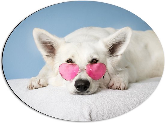 Dibond Ovaal - Liggende Witte Hond met Roze Brilletje op - 56x42 cm Foto op Ovaal (Met Ophangsysteem)