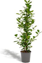 Ficus microcarpa Moclame - Potmaat 21cm - Hoogte 95cm