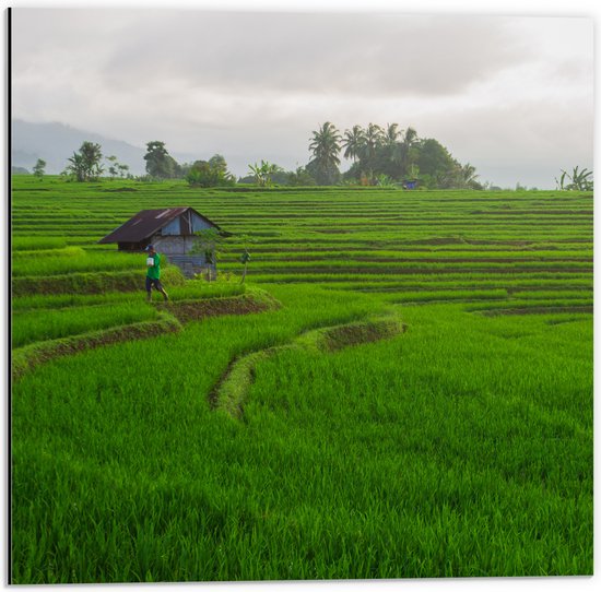 Dibond - Boer Werkend op de Rijstvelden in Indonesië - 50x50 cm Foto op Aluminium (Met Ophangsysteem)