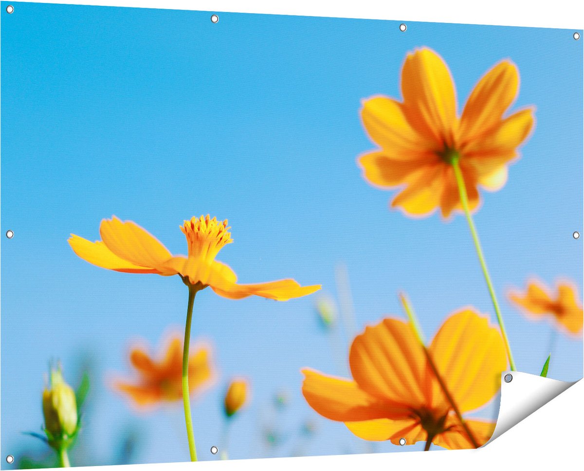 Gards Tuinposter Oranje Cosmea Bloemen - 150x100 cm - Tuindoek - Tuindecoratie - Wanddecoratie buiten - Tuinschilderij Multikleur