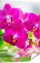 Gards Tuinposter Roze Orchidee Bloemen - 90x120 cm - Tuindoek - Tuindecoratie - Wanddecoratie buiten - Tuinschilderij