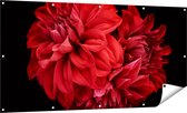Gards Tuinposter Rode Dahlia Bloemen - 160x80 cm - Tuindoek - Tuindecoratie - Wanddecoratie buiten - Tuinschilderij