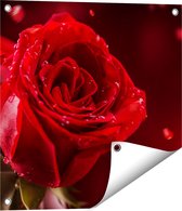 Gards Tuinposter Romantische Rode Roos - 50x50 cm - Tuindoek - Tuindecoratie - Wanddecoratie buiten - Tuinschilderij