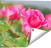 Gards Tuinposter Roze Roos met Waterdruppels - 50x40 cm - Tuindoek - Tuindecoratie - Wanddecoratie buiten - Tuinschilderij