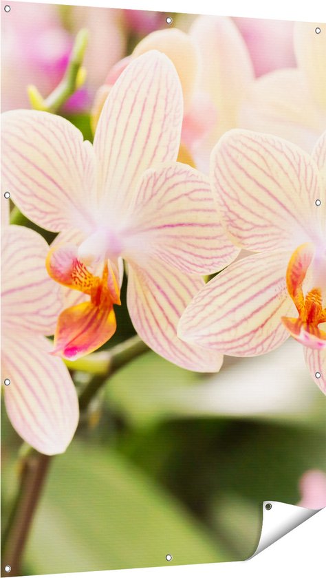 Gards Tuinposter Gestreepte Witte Orchidee Bloemen - 100x150 cm - Tuindoek - Tuindecoratie - Wanddecoratie buiten - Tuinschilderij