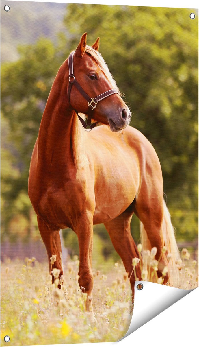 Gards Tuinposter Bruin Paard in de Wei - 60x90 cm - Tuindoek - Tuindecoratie - Wanddecoratie buiten - Tuinschilderij Multikleur