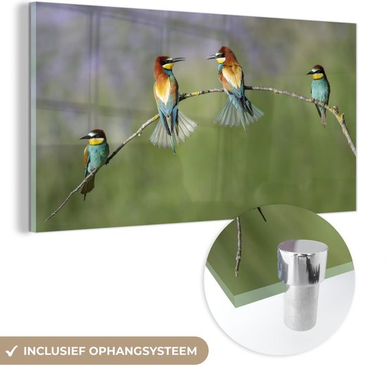 Quatre guêpiers assis sur une brindille courbée en plexiglas 40x20 cm - Tirage photo sur Glas (décoration murale en plexiglas)