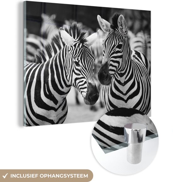 Glasschilderij - Zebra zwart wit - Acrylaat Schilderijen - Foto op Glas