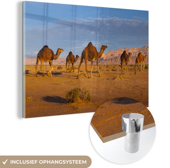 Glasschilderij - Dromedaris kamelen in Afrikaanse woestijn - Acrylglas Schilderijen - Foto op Glas