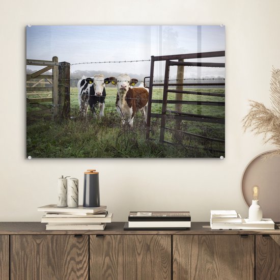 Deux jeunes vaches frisonnes derrière une clôture en fil de fer barbelé Plexiglas 60x40 cm - Tirage photo sur Glas (décoration murale en plexiglas)