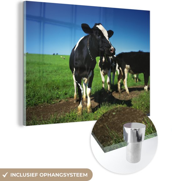 Vaches frisonnes au pâturage avec un ciel bleu Plexiglas 160x120 cm - Tirage photo sur Glas (décoration murale plexiglas) XXL / Groot format!