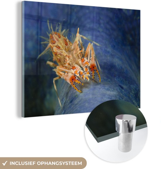 MuchoWow® Glasschilderij 120x90 cm - Schilderij acrylglas - Een garnaal zwemt boven een zeester - Foto op glas - Schilderijen