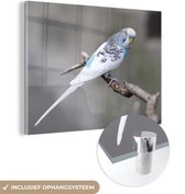 Perruche Witte sur brindille Plexiglas 160x120 cm - Tirage photo sur Glas (décoration murale plexiglas) XXL / Groot format!