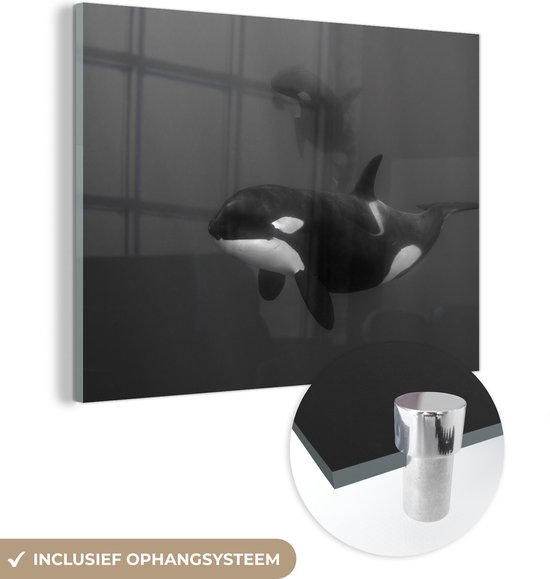 Glasschilderij - Twee orka's in helder water - zwart wit - Acrylglas Schilderijen - Foto op Glas