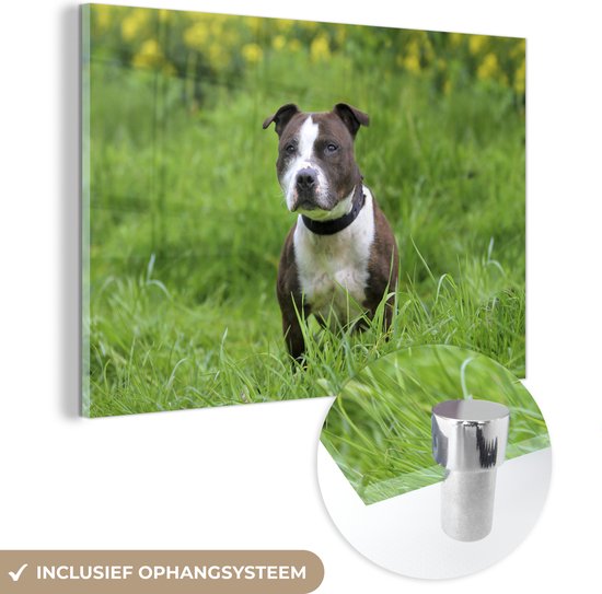 MuchoWow® Glasschilderij - Een Staffordshire Bull Terrier in het groene gras - 90x60 cm - Acrylglas Schilderijen - Foto op Glas