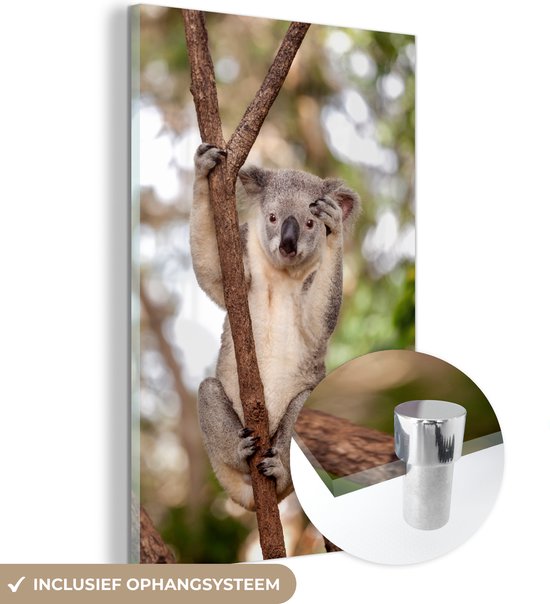 Glasschilderij - Koala - Takken - Dier - Acrylaat Schilderijen - Foto op Glas