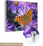 MuchoWow® Glasschilderij 160x120 cm - Schilderij acrylglas - Vlinder gehakkelde aurelia op paarse bloemen - Foto op glas - Schilderijen