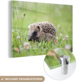 Peinture sur verre - hérisson dans l'herbe - 30x20 cm - Peintures sur Verre Peintures - Photo sur Glas