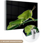 MuchoWow® Glasschilderij 90x60 cm - Schilderij acrylglas - Sprinkhaan op zwarte achtergrond - Foto op glas - Schilderijen