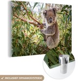 MuchoWow® Glasschilderij 150x100 cm - Schilderij acrylglas - Koala - Bladeren - Takken - Kinderen - Jongens - Meiden - Foto op glas - Schilderijen