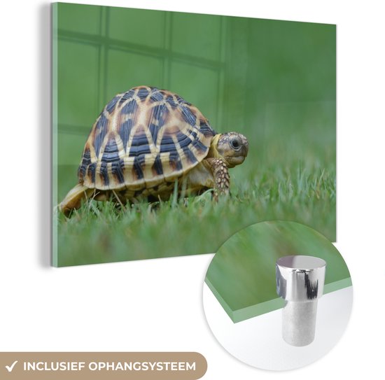 MuchoWow® Glasschilderij 150x100 cm - Schilderij acrylglas - Schildpad op gras - Foto op glas - Schilderijen