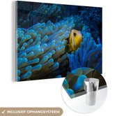 Anémone Blauw autour d'un poisson Clown Plexiglas 180x120 cm - Tirage photo sur Glas (décoration murale plexiglas) XXL / Groot format!