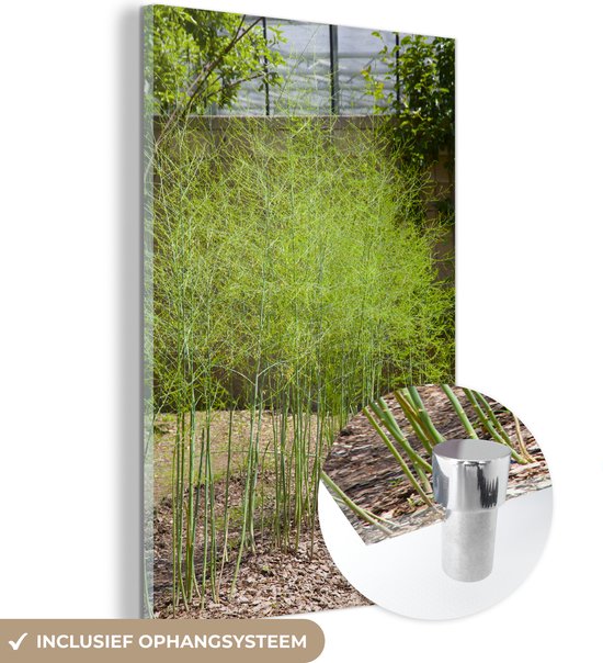 MuchoWow® Glasschilderij 40x60 cm - Schilderij acrylglas - Een reeks met aspergeplanten in de tuin - Foto op glas - Schilderijen