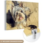 MuchoWow® Glasschilderij 30x20 cm - Schilderij acrylglas - Yorkshire Terrier op het strand - Foto op glas - Schilderijen