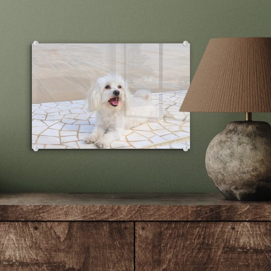 ® Glasschilderij 30x20 cm - Schilderij acrylglas - Een Maltezer hond ligt op een pad - Foto op glas - Muurdecoratie woonkamer - Wanddecoratie slaapkamer - Schilderijen