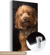 MuchoWow® Glasschilderij 60x90 cm - Schilderij acrylglas - Portretfoto van een goudbruine Yorkshire Terrier - Foto op glas - Schilderijen