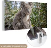 MuchoWow® Glasschilderij 40x20 cm - Schilderij acrylglas - Koala - Plank - Planten - Kinderen - Jongens - Meiden - Foto op glas - Schilderijen
