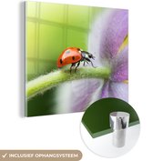 MuchoWow® Glasschilderij 20x20 cm - Schilderij acrylglas - Lieveheersbeestje op een bloem - Foto op glas - Schilderijen