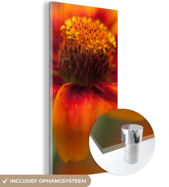 MuchoWow® Glasschilderij 40x80 cm - Schilderij acrylglas - Close-up van een oranje zinnia bloem - Foto op glas - Schilderijen