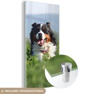 MuchoWow® Glasschilderij 60x120 cm - Schilderij acrylglas - Een Berner Sennenhond tussen het hoge gras - Foto op glas - Schilderijen