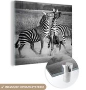 MuchoWow® Glasschilderij 90x90 cm - Schilderij acrylglas - Vechtende zebra's - Foto op glas - Schilderijen