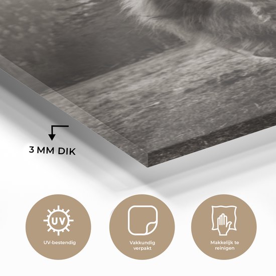 MuchoWow® Peinture sur verre 30x40 cm - Peinture acrylique sur verre - Highlander écossais - Zwart - Wit - Animaux - Photo sur verre - Peintures