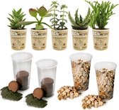 Ecoworld Succulenten Mix DIY Terrarium Planten - 5 Vetplanten Mix - Verschillende Vetplantjes - Inclusief Substraat en Grond