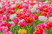Exclusieve dubbele tulpen mix (200 stuks)