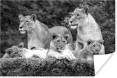 Poster Leeuwen en welpen - zwart wit - 30x20 cm