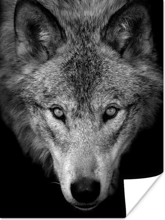 Affiche Loup en gros plan noir et blanc 120x160 cm XXL bol