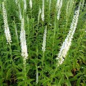 6x Veronica longifolia ‘Schneeriesin’ - Langbladige ereprijs - Pot 9x9 cm