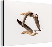 Deux oies cendrées volent dans les airs avec un ciel clair Aluminium 90x60 cm - Tirage photo sur aluminium (décoration murale en métal)