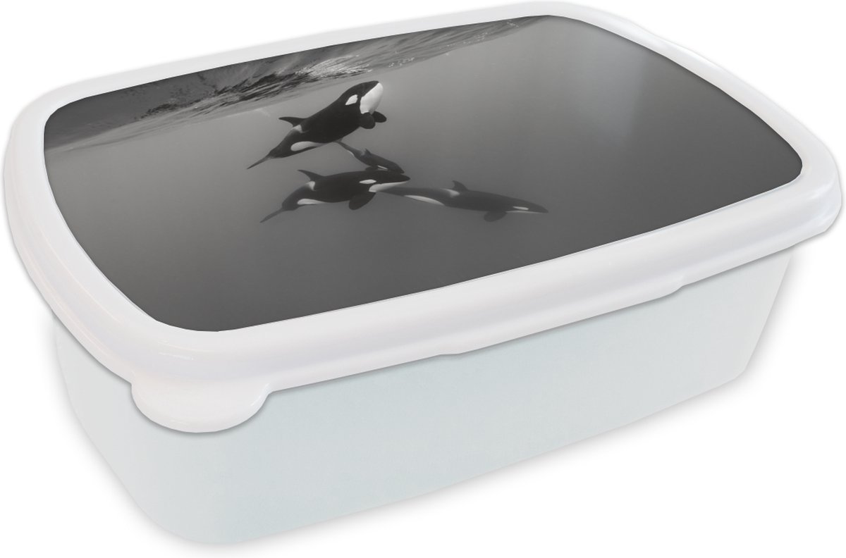 Broodtrommel Wit - Lunchbox - Brooddoos - Orka - Water - Zwart - Wit - 18x12x6 cm - Volwassenen