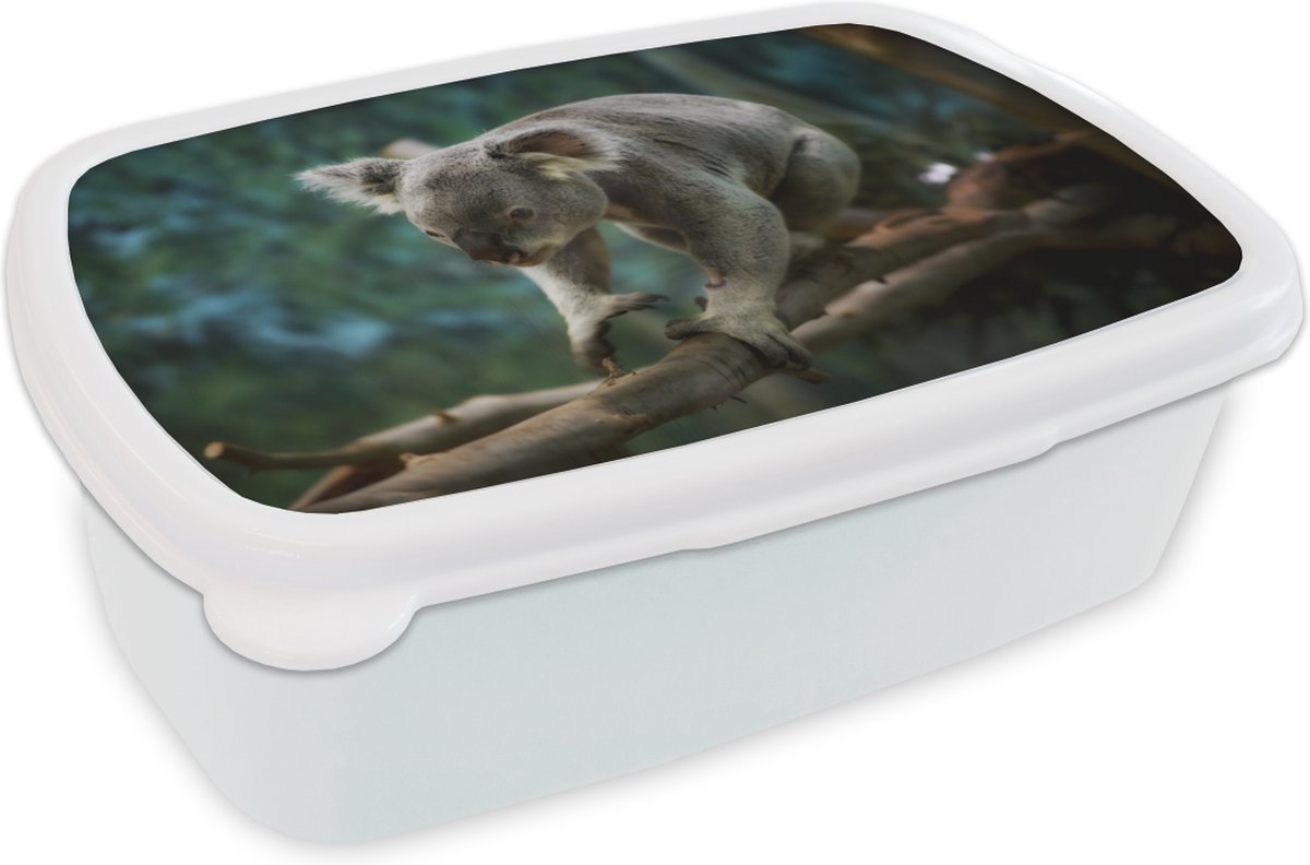 Broodtrommel Wit - Lunchbox - Brooddoos - Koala - Boom - Klimmen - Kids - Jongens - Meiden - 18x12x6 cm - Volwassenen