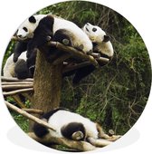 WallCircle - Wandcirkel ⌀ 150 - Panda's - Hout - Trap - Ronde schilderijen woonkamer - Wandbord rond - Muurdecoratie cirkel - Kamer decoratie binnen - Wanddecoratie muurcirkel - Woonaccessoires