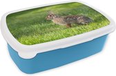 Broodtrommel Blauw - Lunchbox - Brooddoos - Konijn - Gras - Dier - 18x12x6 cm - Kinderen - Jongen