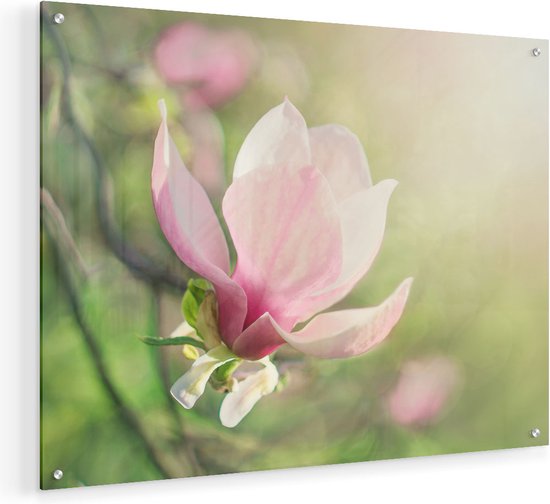 Artaza Glasschilderij - Roze Magnolia Bloem  - 60x45 - Plexiglas Schilderij - Foto op Glas